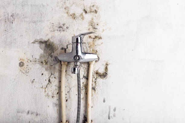 Best Black Mold Removal  in Aliso Viejo, CA
