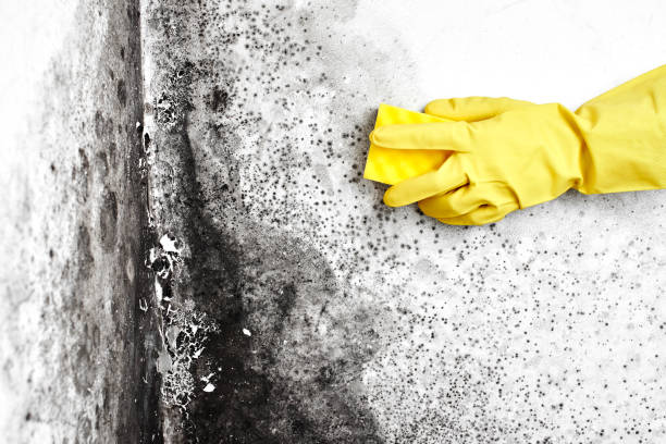 Best Attic Mold Removal  in Aliso Viejo, CA