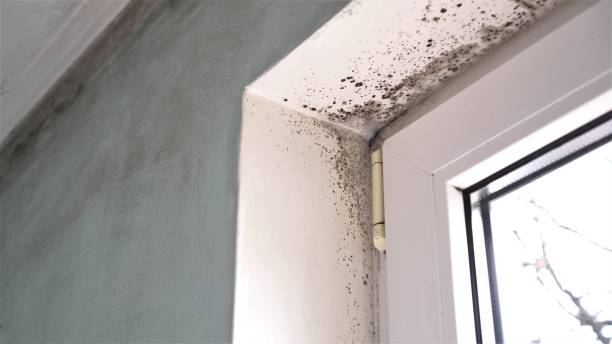 Best Home Mold Removal  in Aliso Viejo, CA