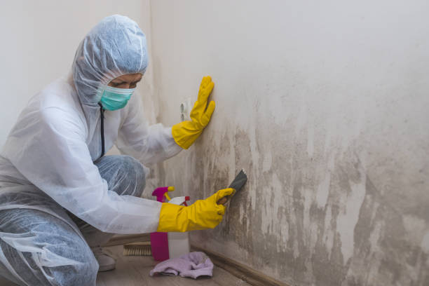 Best Certified Mold Removal  in Aliso Viejo, CA