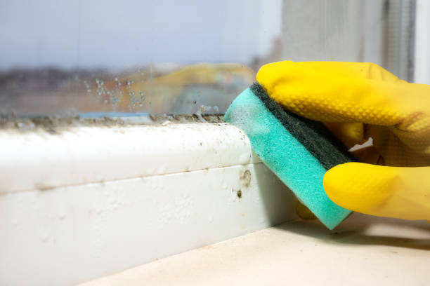 Certified Mold Removal in Aliso Viejo, CA