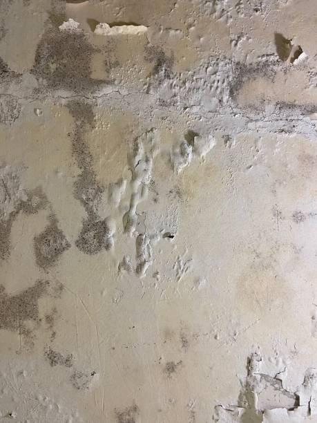 Best Mold Damage Repair  in Aliso Viejo, CA