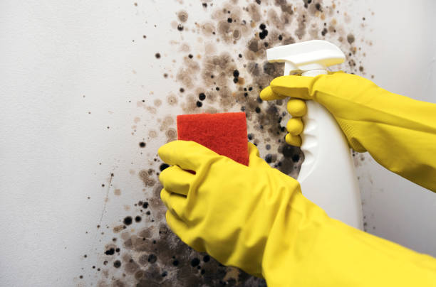 Best Certified Mold Removal  in Aliso Viejo, CA