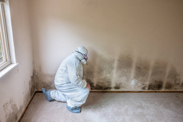 Professional Mold Removal in Aliso Viejo, CA