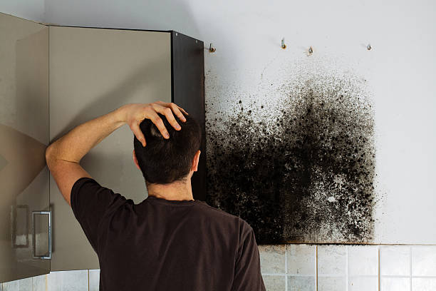 Best Mold Testing and Removal  in Aliso Viejo, CA