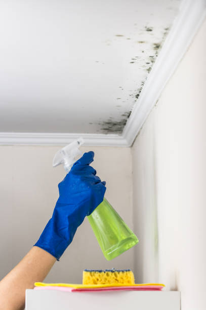 Best Home Mold Removal  in Aliso Viejo, CA