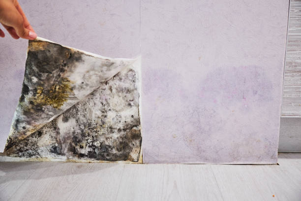 Best Best Mold Removal Companies  in Aliso Viejo, CA